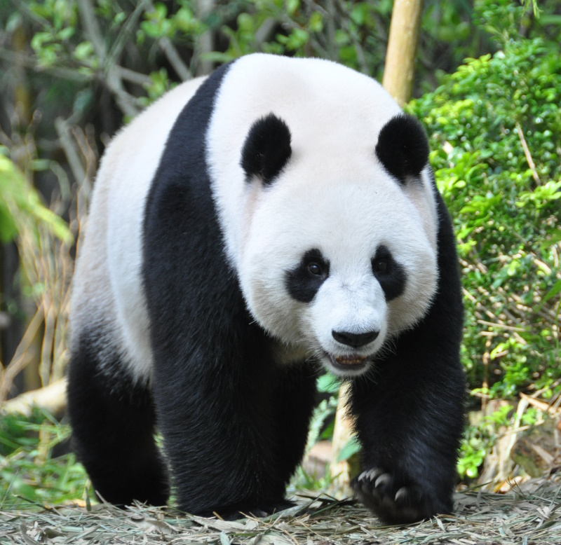 Search engine penalties - Panda